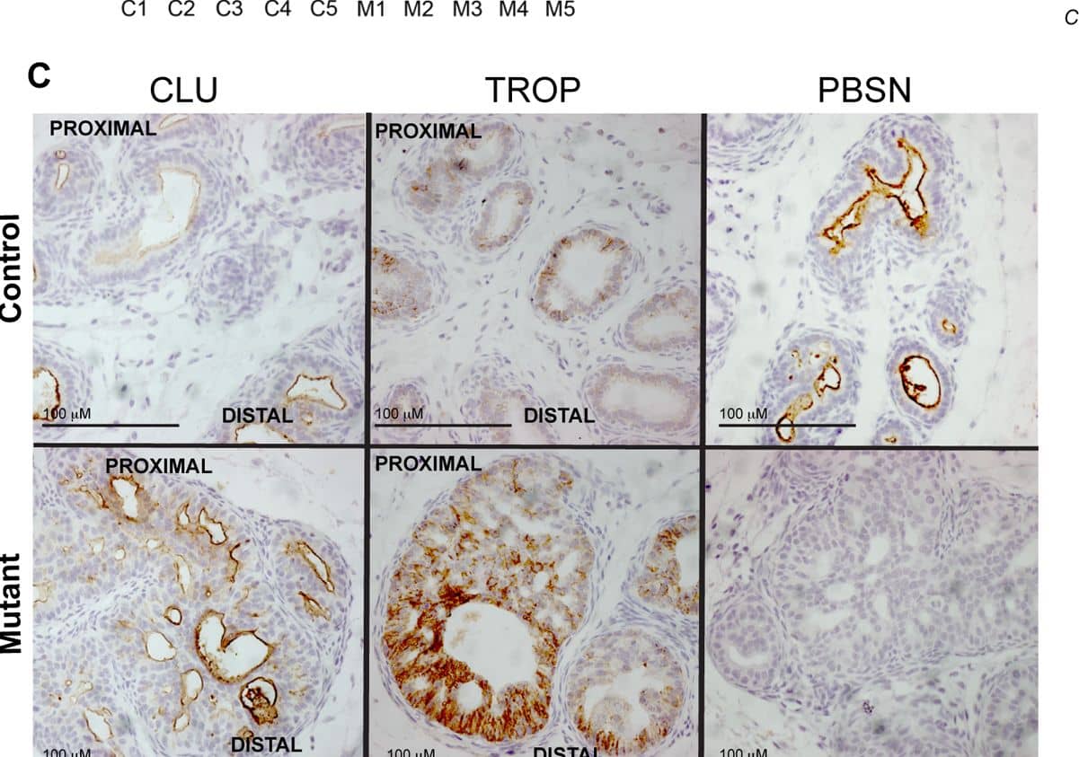 Detection of Mouse TROP-2 by Immunohistochemistry