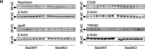 Detection of Mouse Neprilysin/CD10 by Western Blot