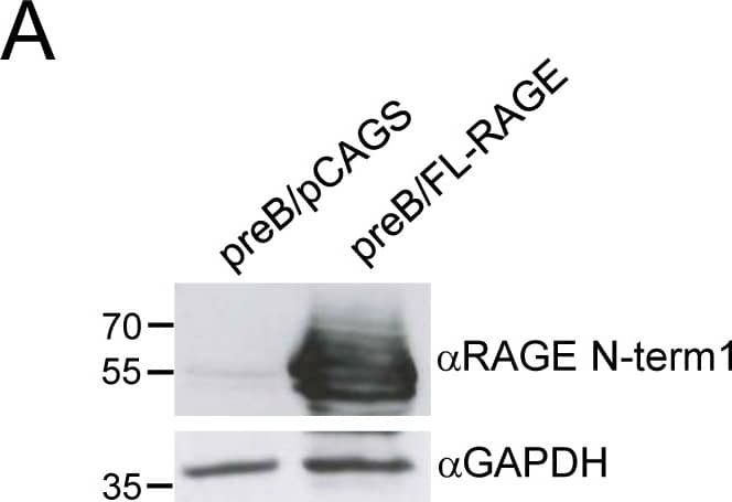 Detection of Mouse AGER by Western Blot