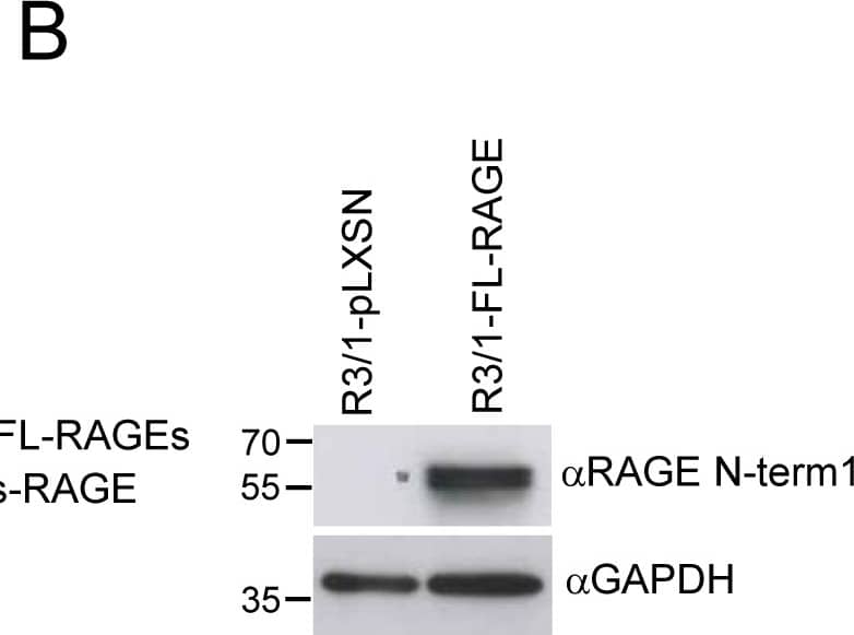 Detection of Rat AGER by Western Blot