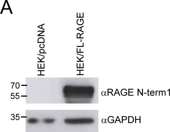 Detection of Human AGER by Western Blot