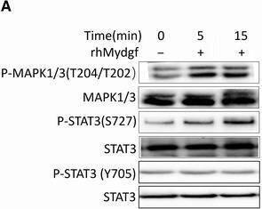 Detection of SF20/MYDGF by Western Blot