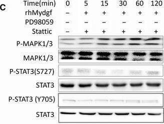 Detection of SF20/MYDGF by Western Blot