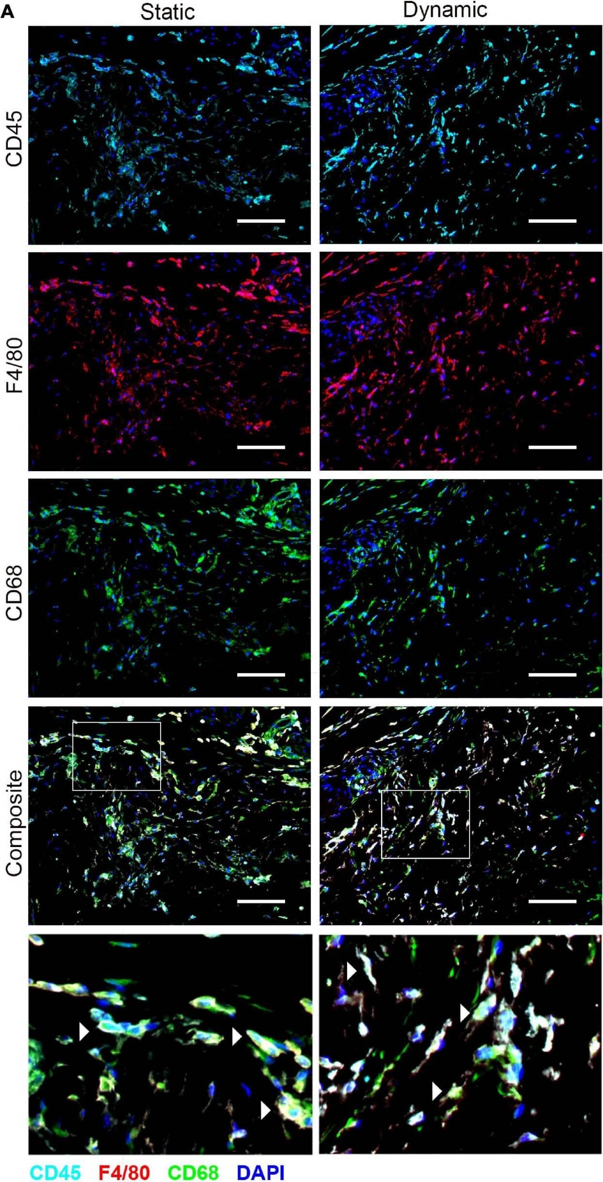 Detection of Mouse CD45 by Immunocytochemistry/Immunofluorescence