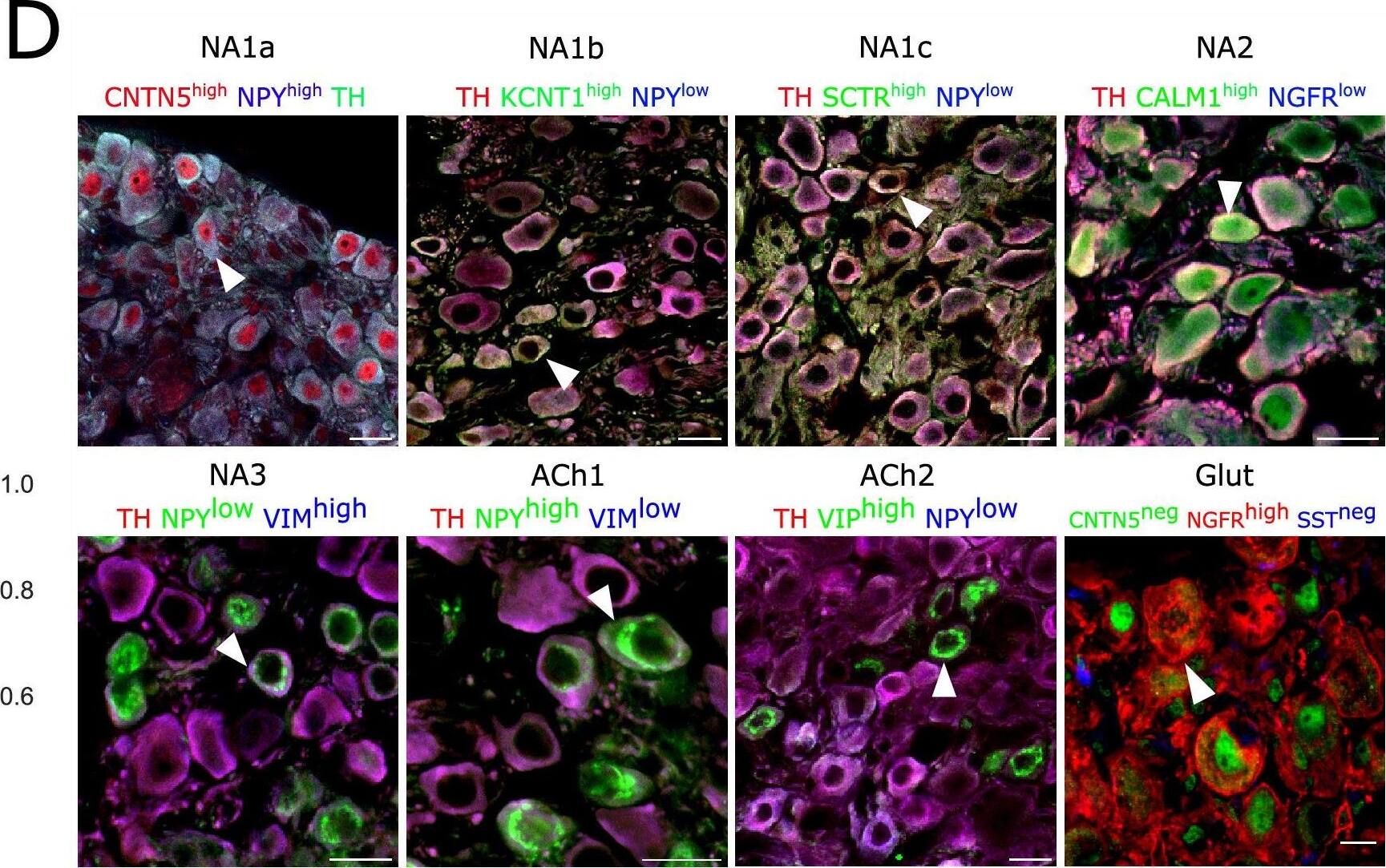 Detection of Mouse NGFR/TNFRSF16 by Immunohistochemistry