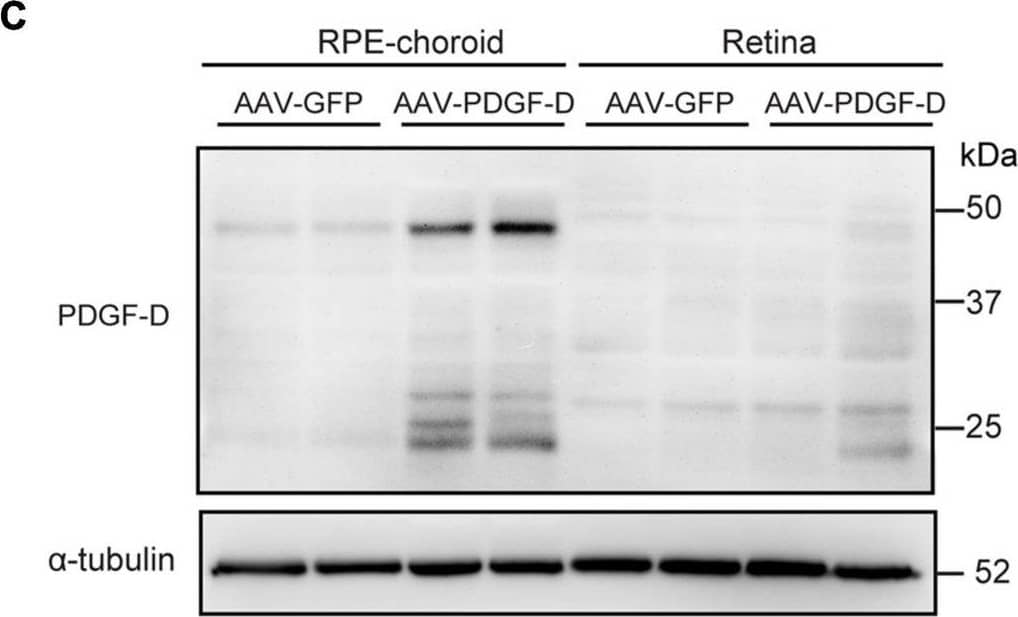 Detection of Mouse PDGF-D/SCDGFB by Western Blot