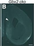 Detection of Mouse Netrin-G1a by Immunohistochemistry