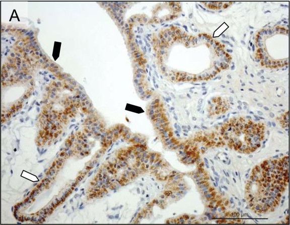 Detection of Canine Prolactin R by Immunohistochemistry