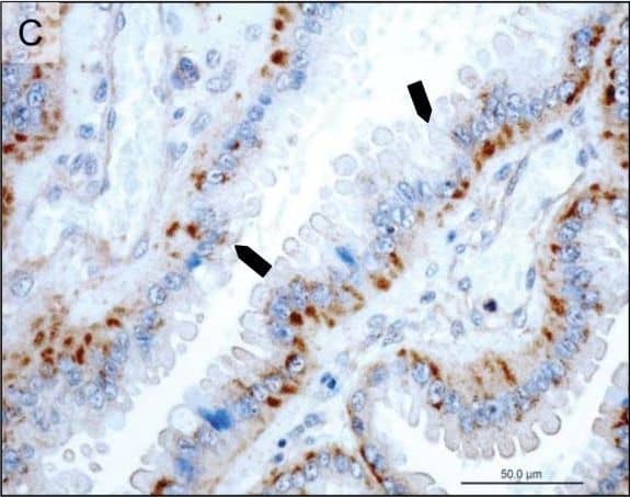 Detection of Canine Prolactin R by Immunohistochemistry