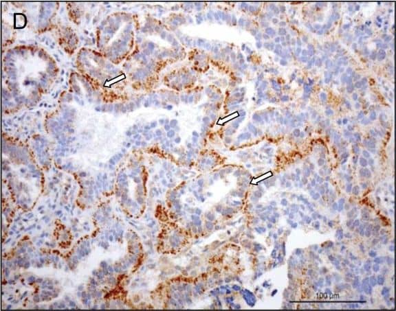 Detection of Canine Prolactin R by Immunohistochemistry