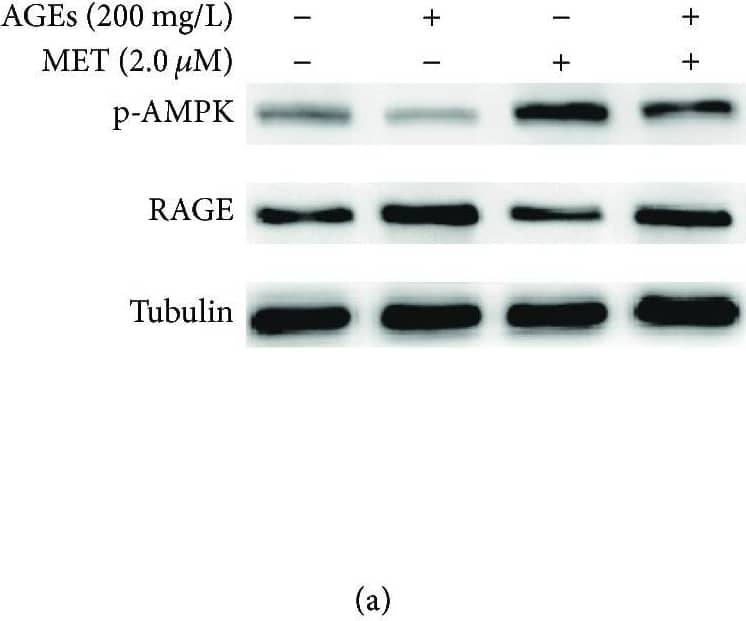 Detection of Mouse Human/Mouse/Rat RAGE Antibody by Western Blot