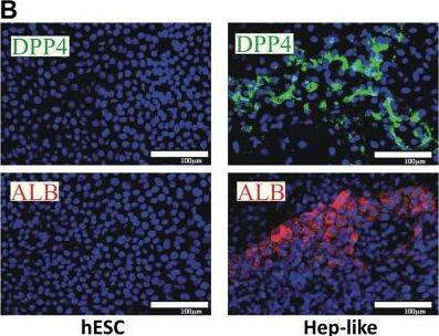 Detection of Human DPPIV/CD26 by Immunocytochemistry/ Immunofluorescence