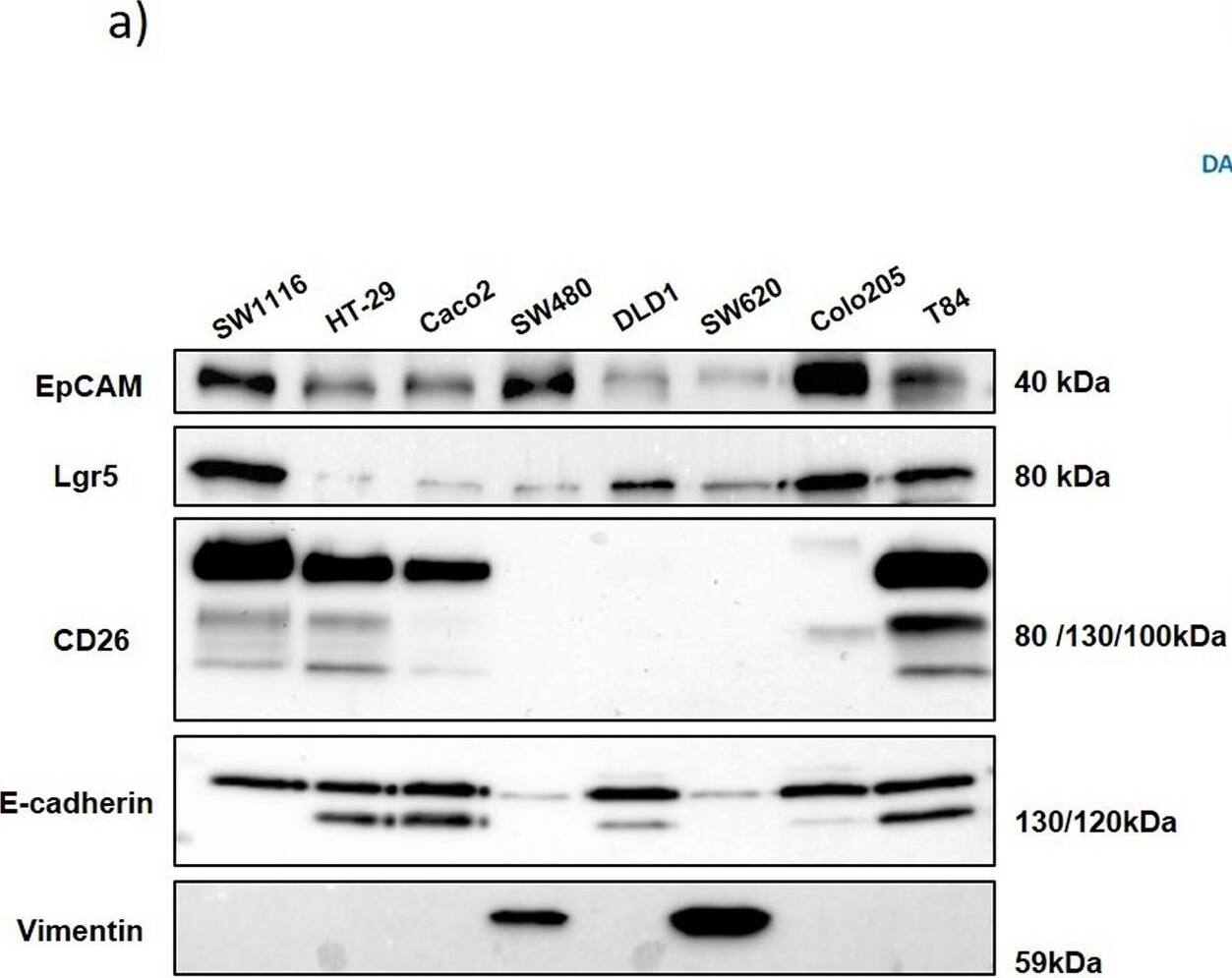 Detection of Human DPPIV/CD26 by Western Blot