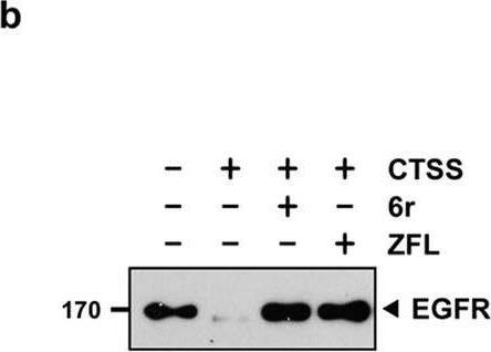 Detection of Cathepsin S by Western Blot
