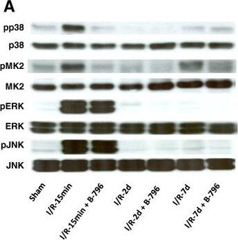 Detection of Mouse JNK1/2/3 by Western Blot