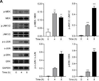 Detection of Phospho-JNK (T183/Y185) by Western Blot