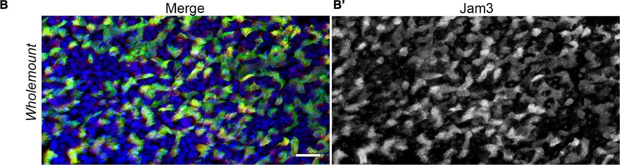 Detection of JAM-C by Immunohistochemistry