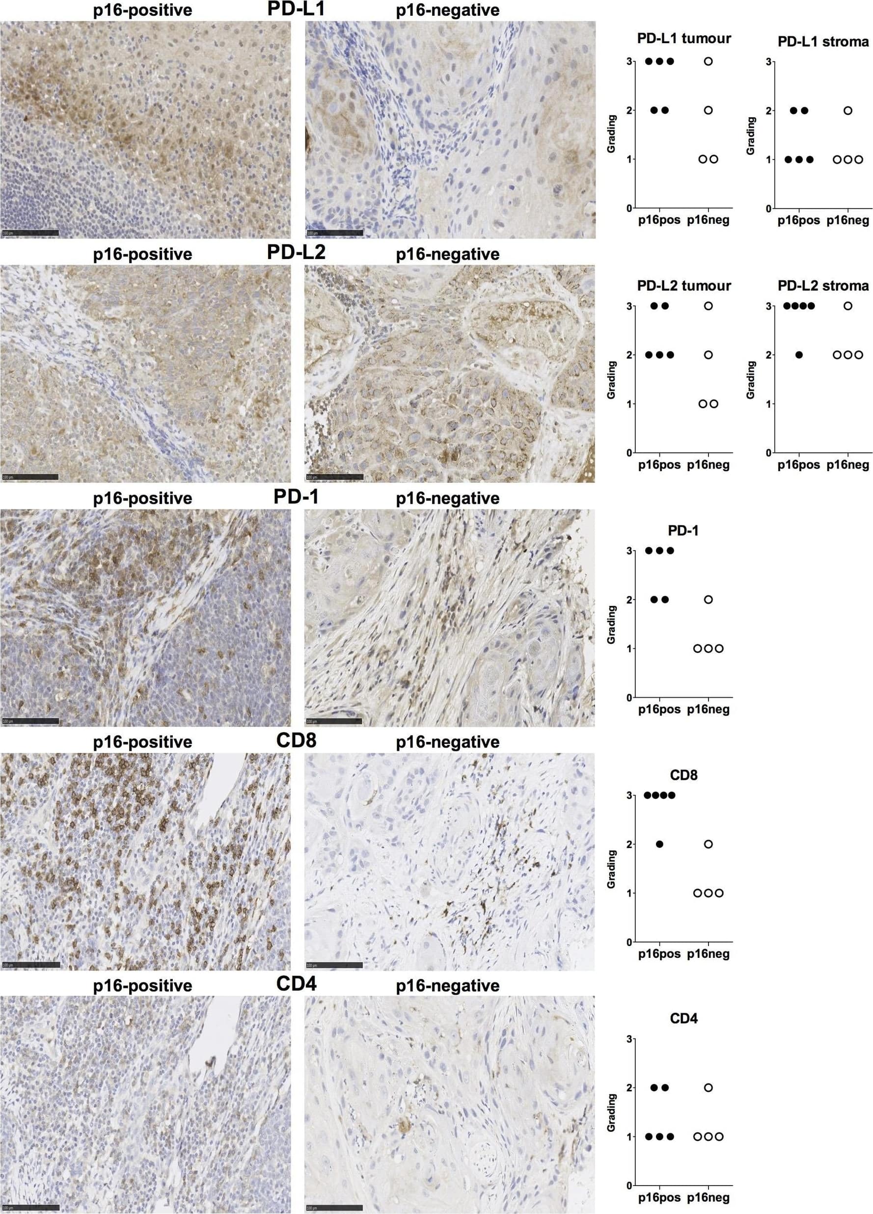 Detection of Human PD-L2/B7-DC/PDCD1LG2 by Immunohistochemistry