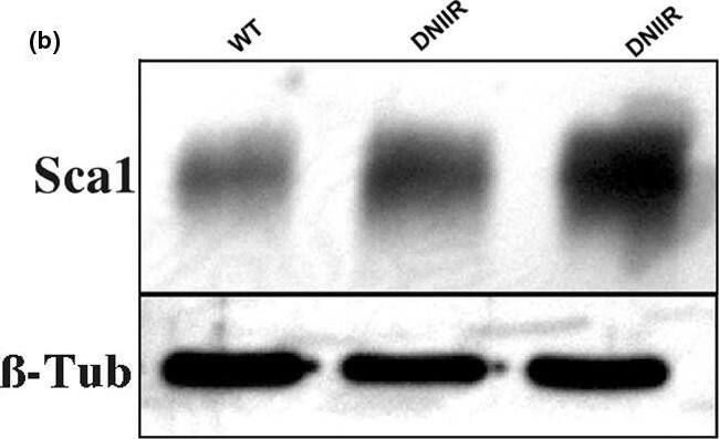 Detection of Mouse Sca-1/Ly6 by Western Blot