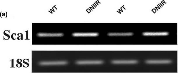 Detection of Mouse Sca-1/Ly6 by Western Blot