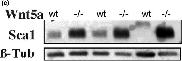 Detection of Mouse Sca-1/Ly6 by Western Blot