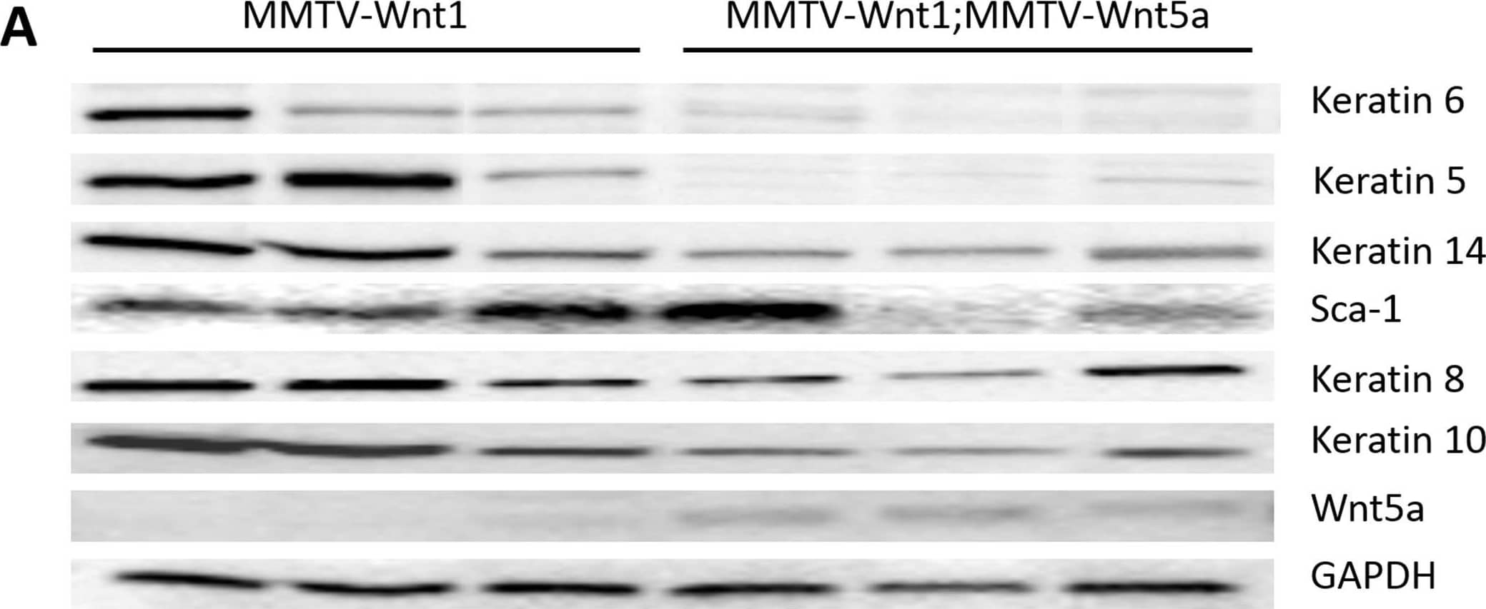 Detection of Mouse Sca-1/Ly6 by Western Blot
