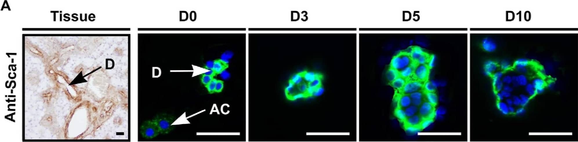 Detection of Mouse Sca-1/Ly6 by Immunohistochemistry