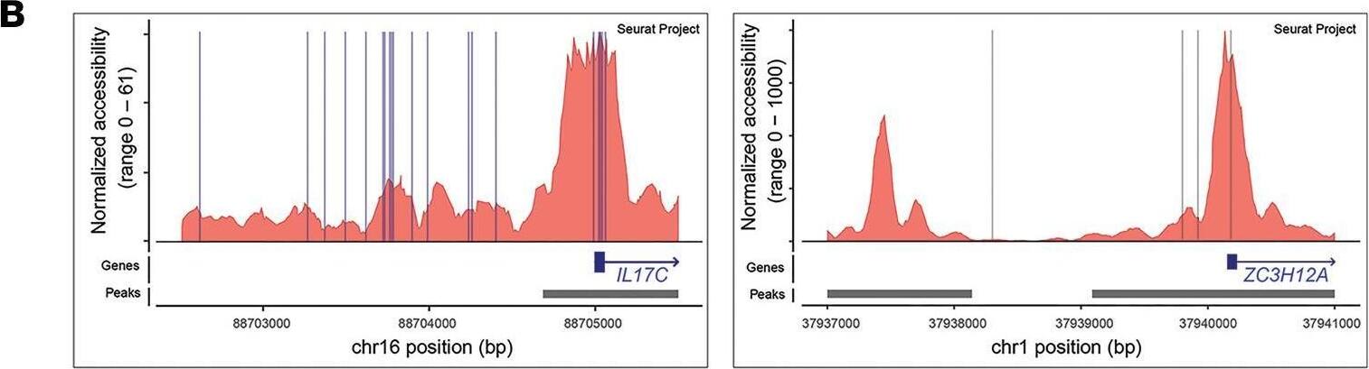Detection of IL-17C by Flow Cytometry