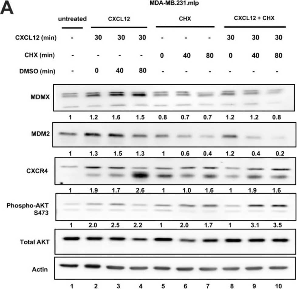 Detection of MDM2/HDM2 by Western Blot