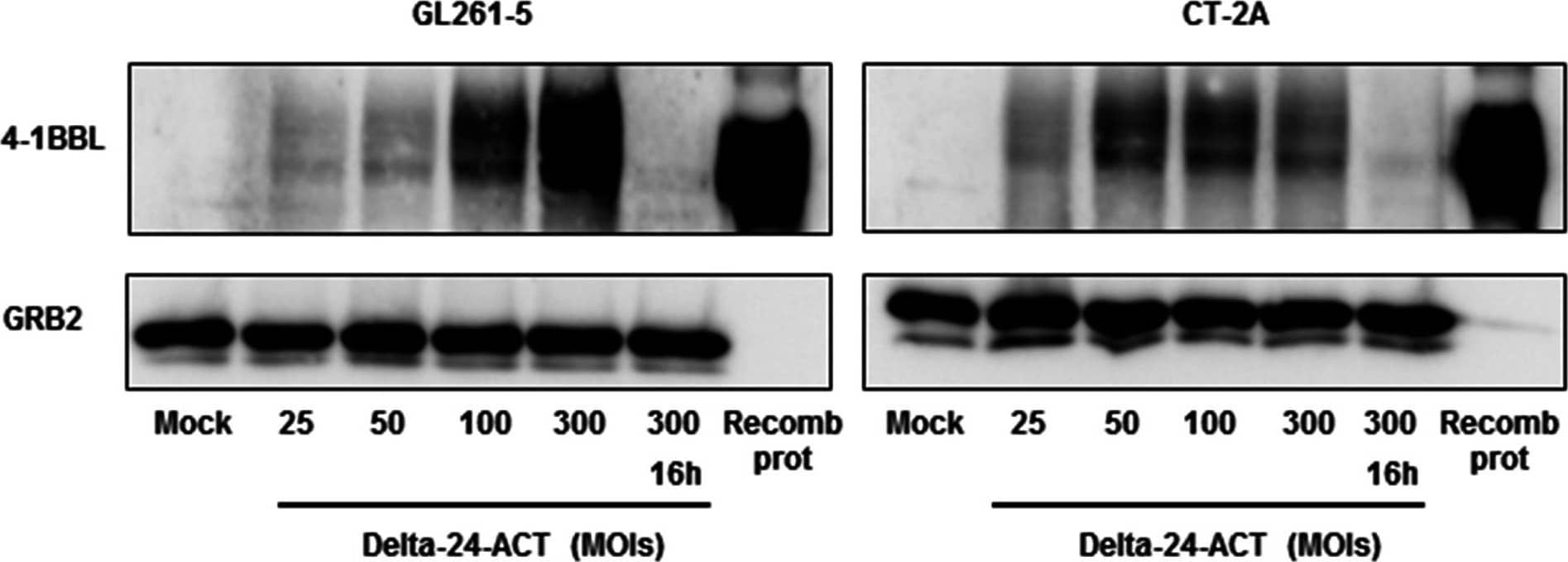 Detection of 4-1BB Ligand/TNFSF9 by Western Blot