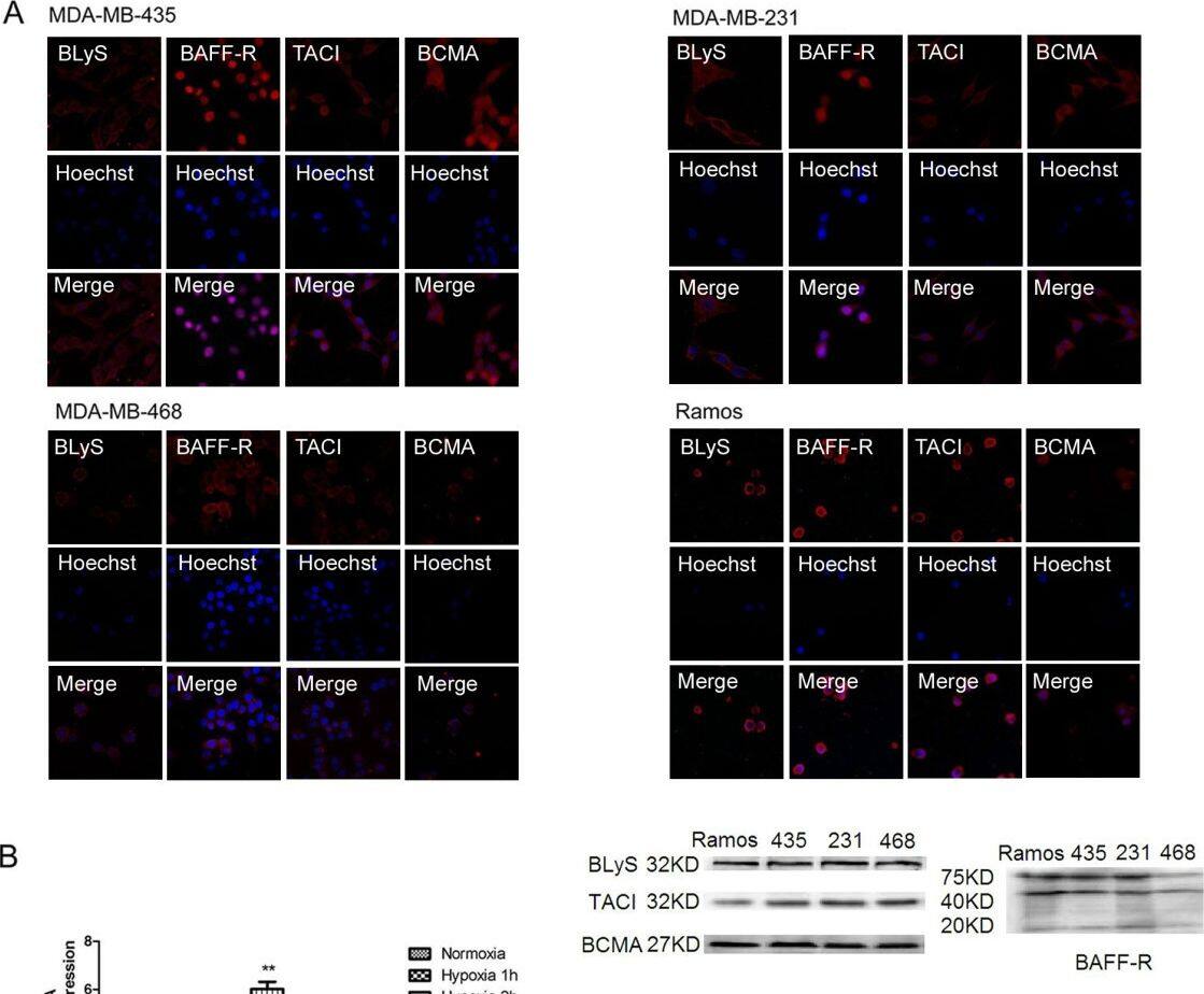 Detection of Human BAFF/BLyS/TNFSF13B by Immunocytochemistry/ Immunofluorescence