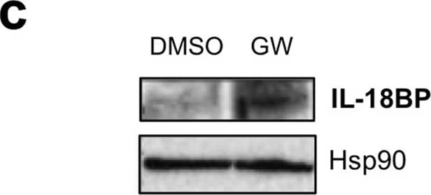 Detection of Mouse IL-18 BPc by Western Blot