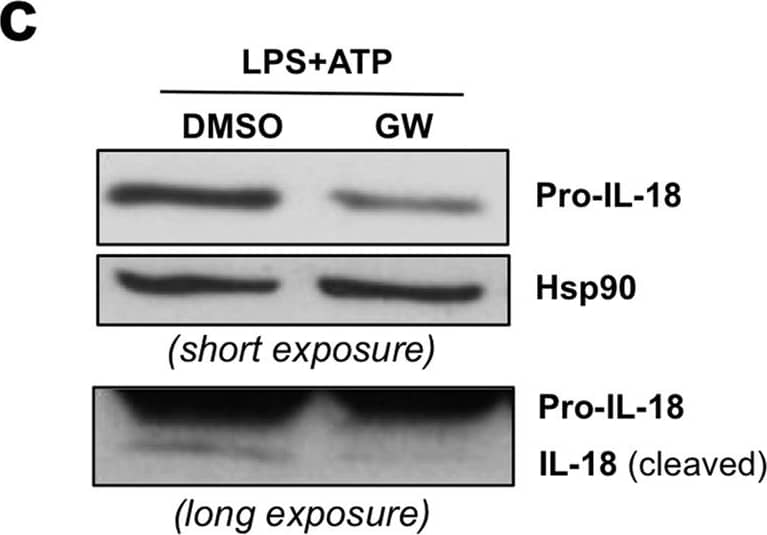 Detection of Mouse IL-18 BPc by Western Blot