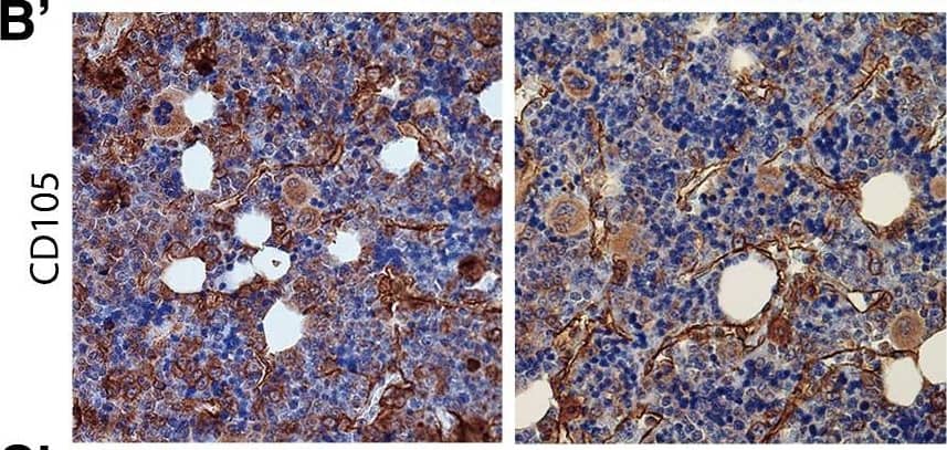 Detection of Porcine Endoglin/CD105 by Immunohistochemistry