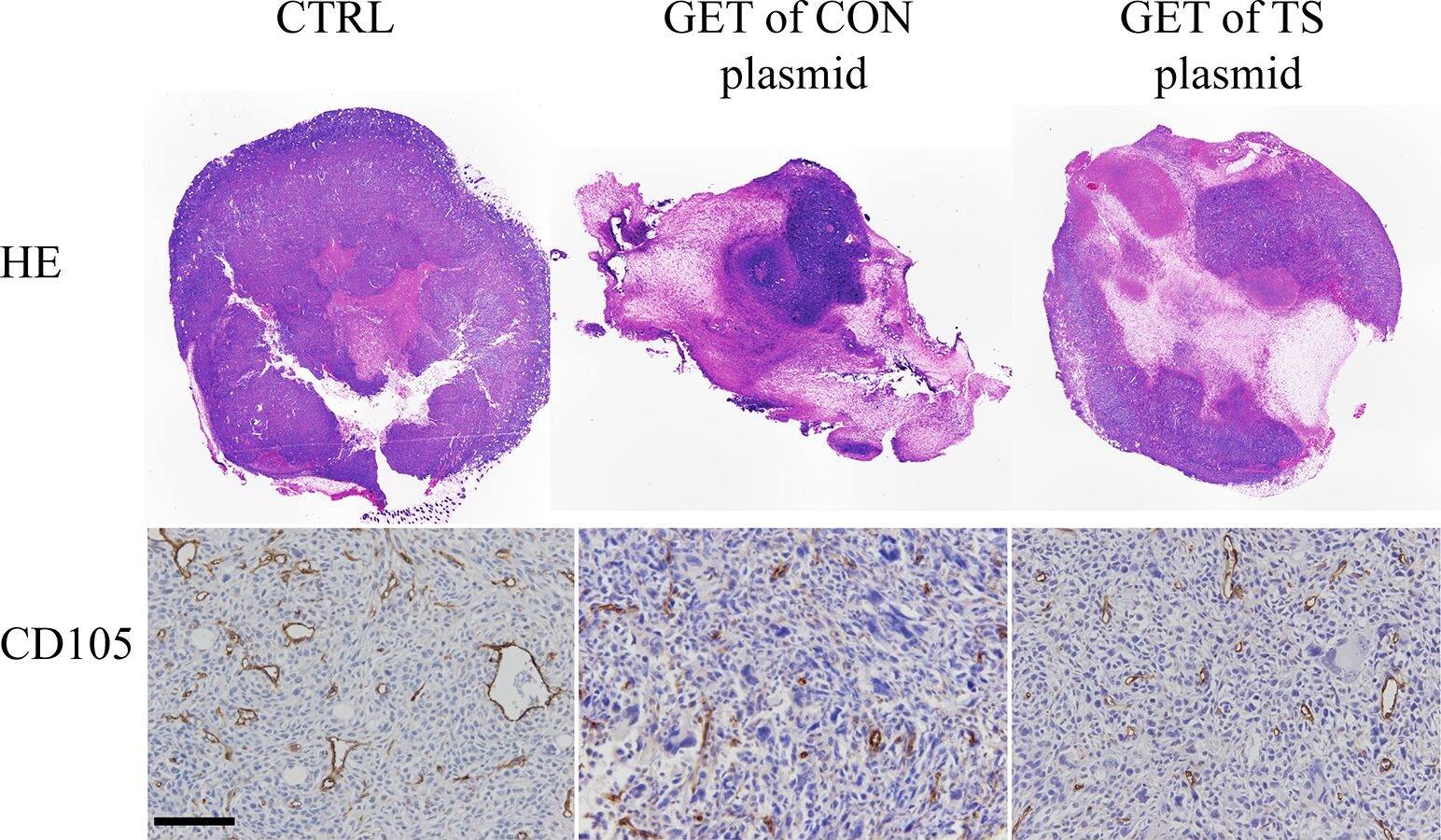 Detection of Mouse Endoglin/CD105 by Immunohistochemistry
