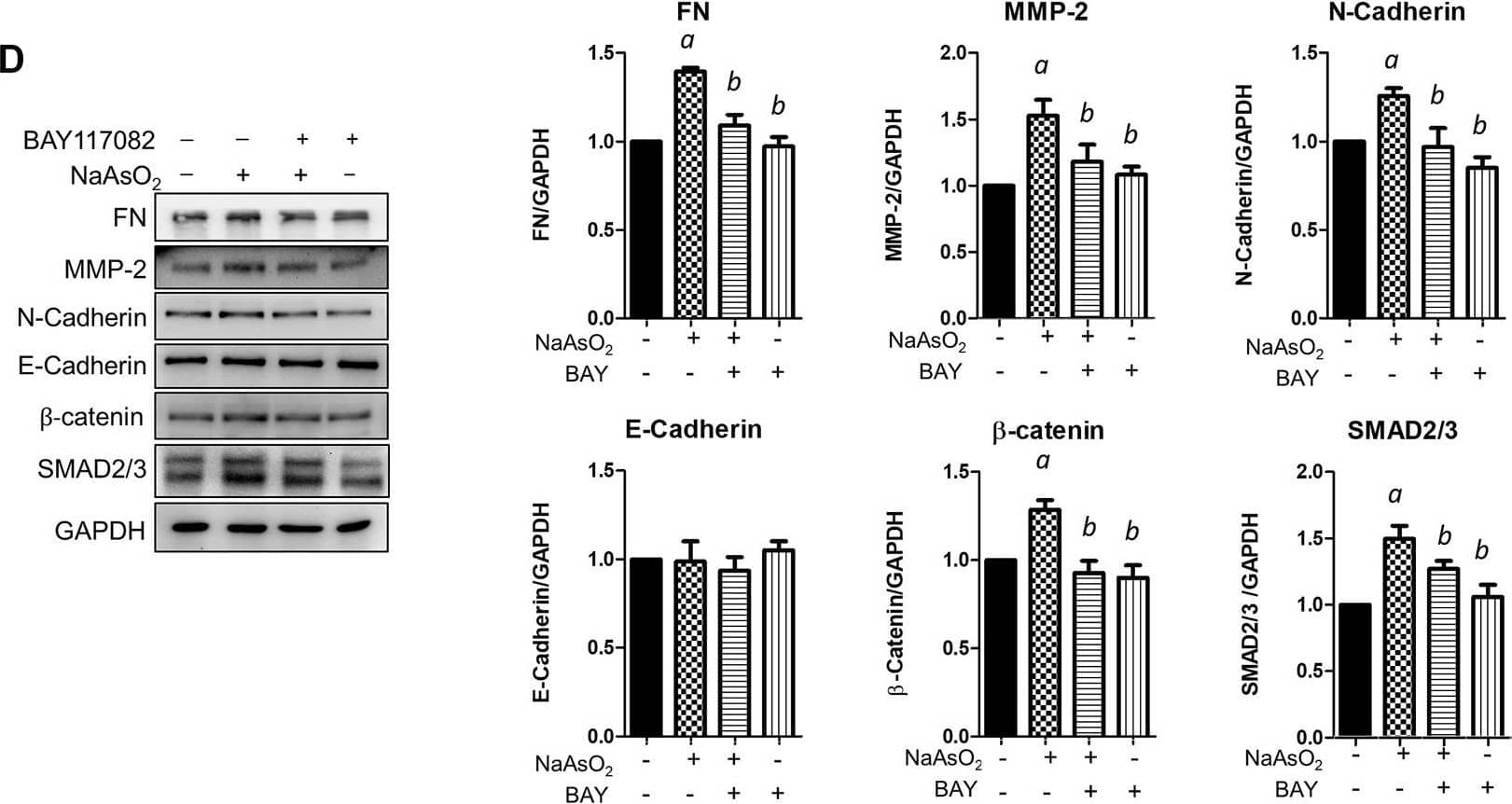 Detection of Human beta-Catenin by Western Blot