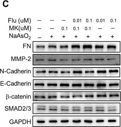 Detection of Human beta-Catenin by Western Blot