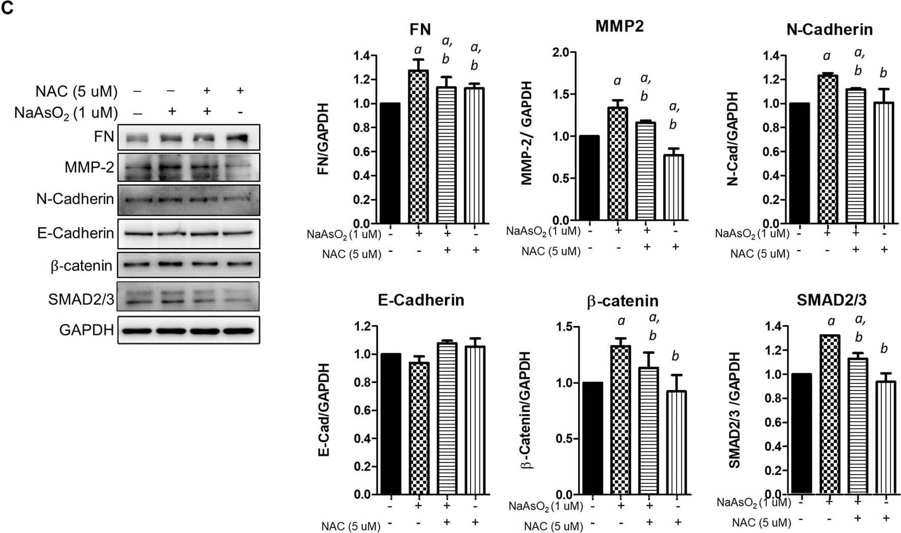 Detection of Human beta-Catenin by Western Blot