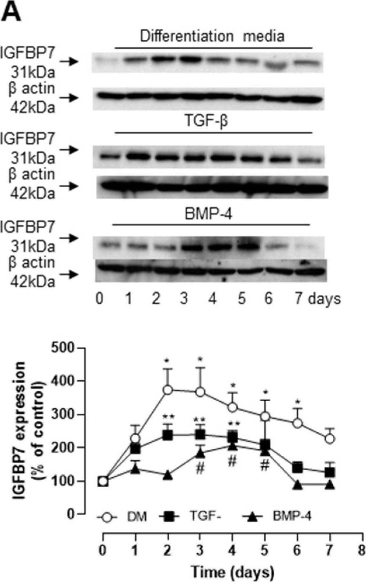 Detection of IGFBP-rp1/IGFBP-7 by Western Blot