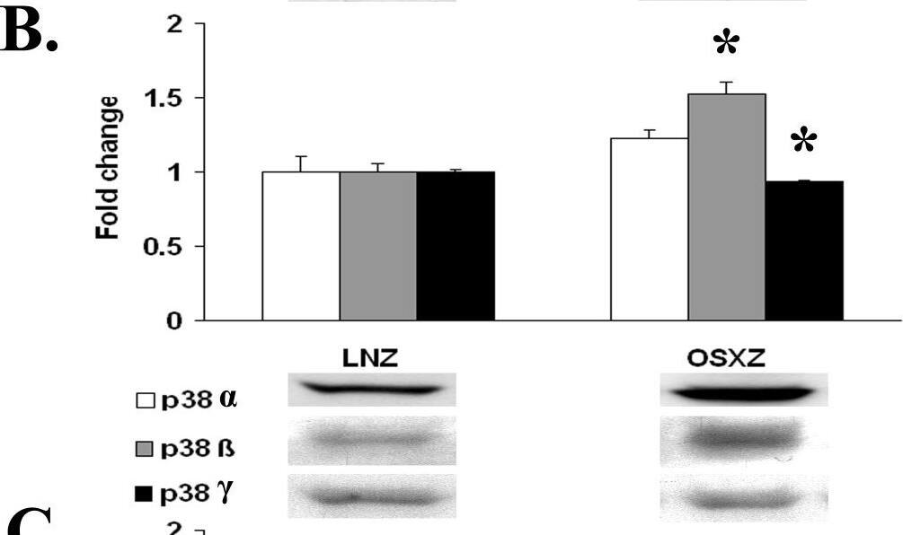 Detection of Rat p38 gamma/SAPK3 by Western Blot