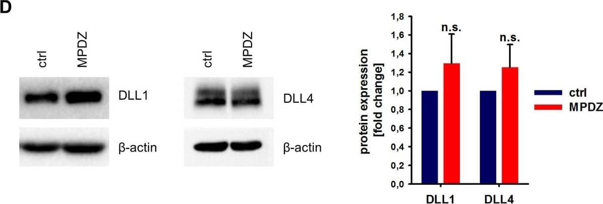 Detection of Mouse DLL4 by Western Blot