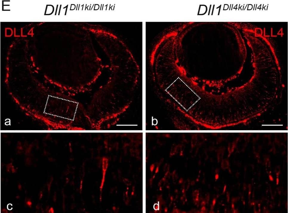 Detection of Mouse Mouse DLL4 Antibody by Immunohistochemistry-Frozen