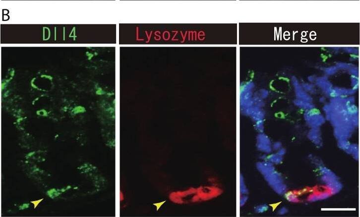 Detection of Mouse DLL4 by Immunohistochemistry