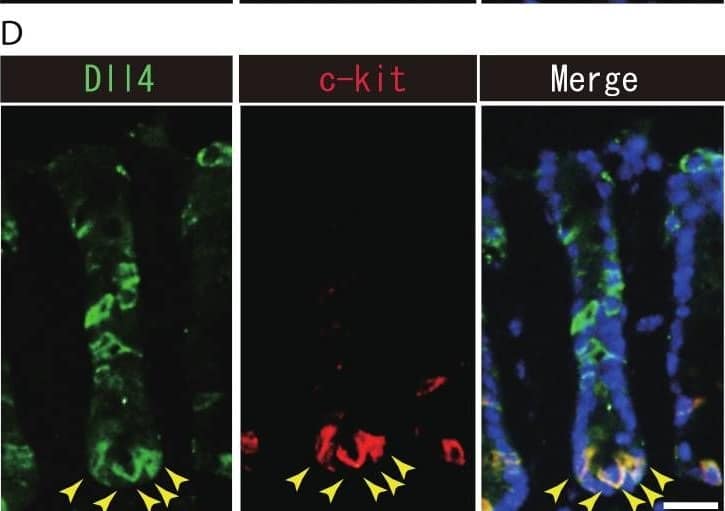 Detection of Mouse DLL4 by Immunohistochemistry