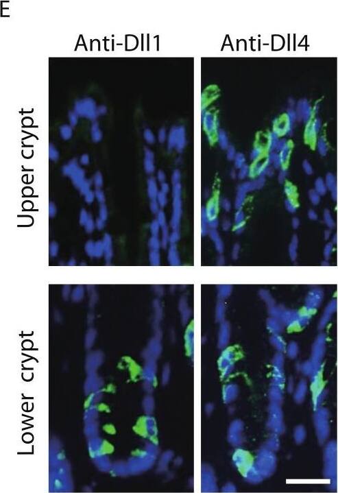 Detection of Mouse DLL4 by Immunohistochemistry