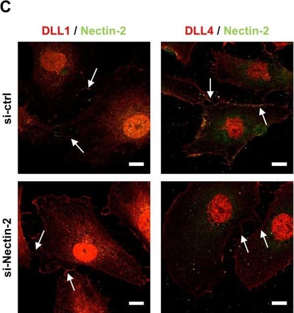 Detection of Mouse DLL4 by Immunocytochemistry/ Immunofluorescence