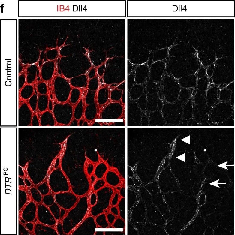 Detection of Mouse DLL4 by Immunocytochemistry/ Immunofluorescence