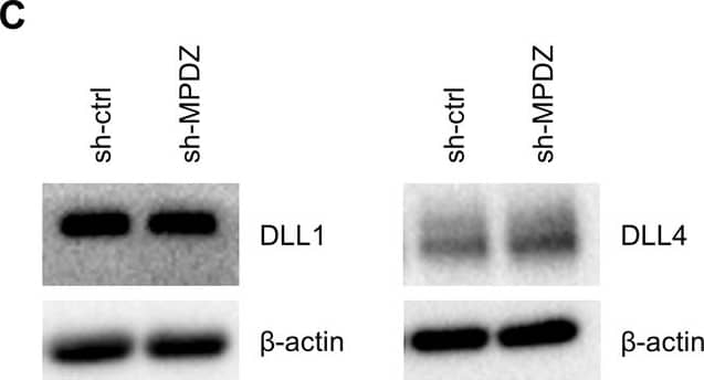 Detection of Mouse DLL4 by Western Blot