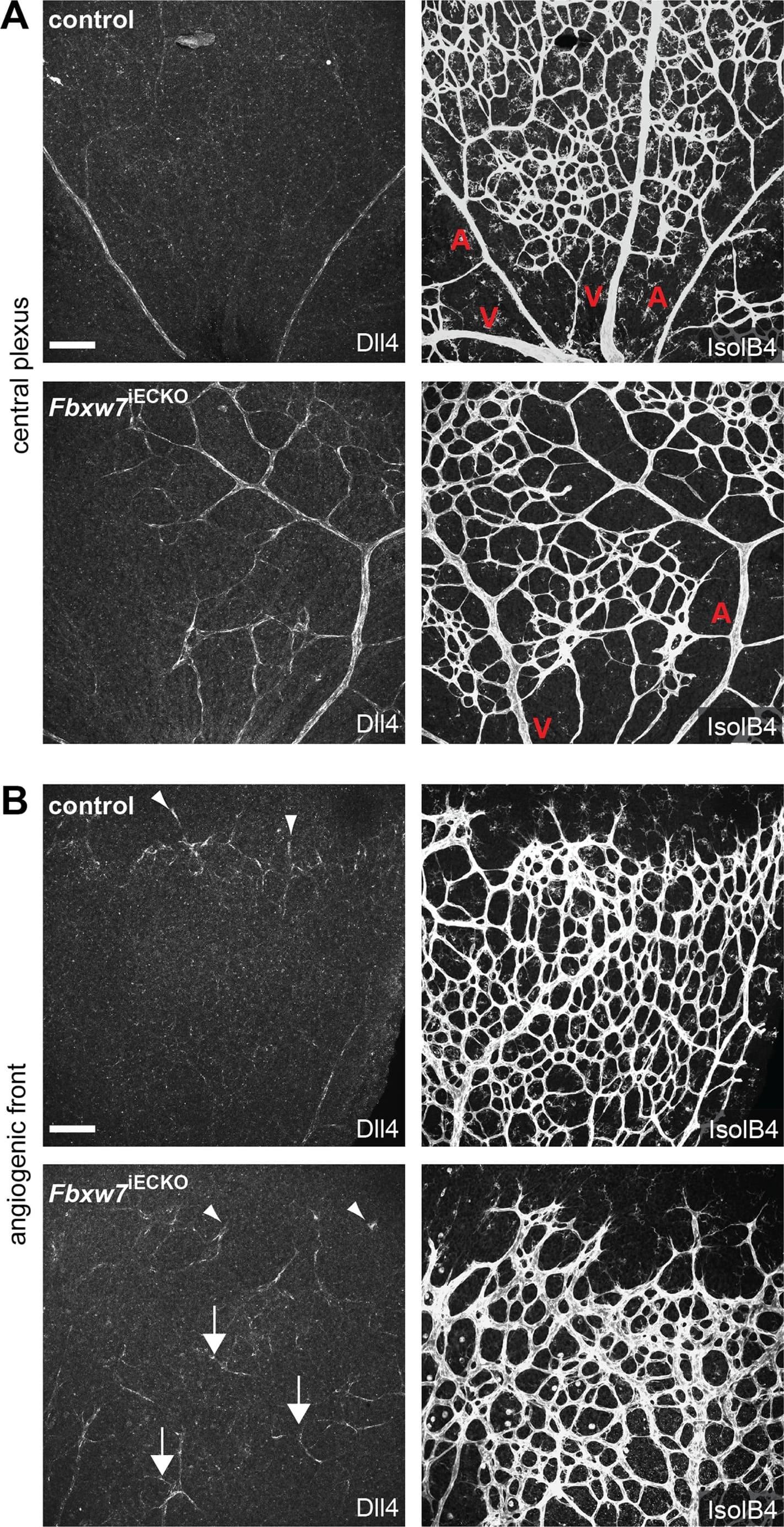 Detection of Mouse DLL4 by Immunohistochemistry