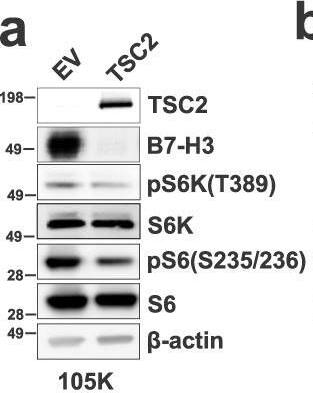 Detection of Mouse B7-H3 by Western Blot